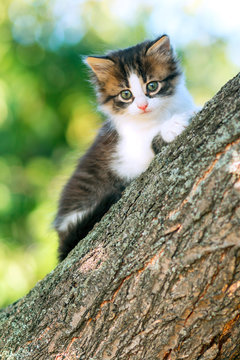 portrait of a cute little fluffy kitty climbing on a tree branch in the nature
