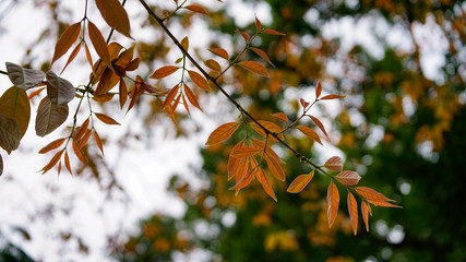 Red young leaves