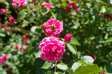 A fragrant beautiful bush curly pink rose tea on a blue sky background.