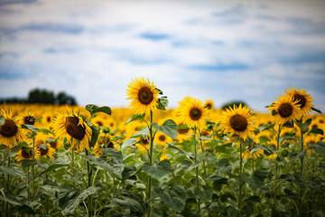 Obraz premium Sonnenblumenfeld