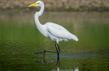 Great White Heron