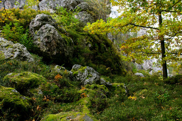 Obraz premium Felsen mit Moos und Baum mit Blätter im Bayerischen Wald