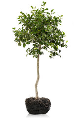 Fototapeta na wymiar Small tree with roots