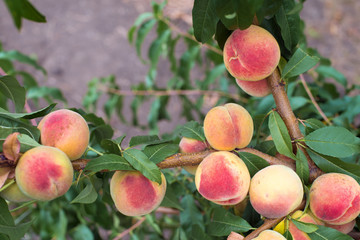 A bunch of ripe peaches on a tree in the garden.
