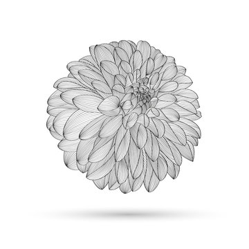 Hand-drawing floral background. Vector flower dahlia. Element for design.
