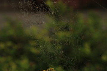 raindrops on a cobweb