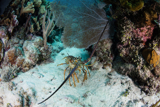 Painted Lobster in Caribbean Sea