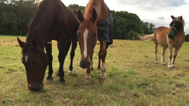 Pferd, Pferde auf Koppel 