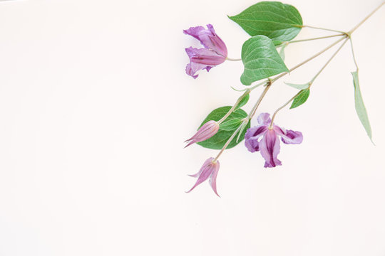 Purple Clematis flowers