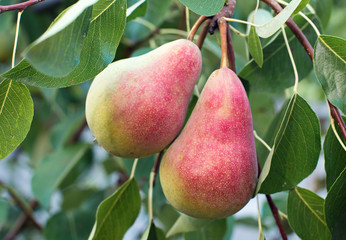 A pair of ripe pears on the branches.