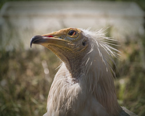 head of a thoughtful bird of prey covered in white feathers