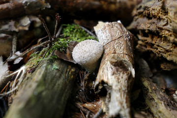 Pilz zwischen Totholz