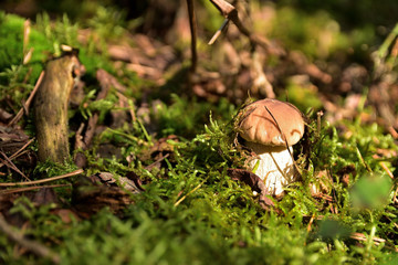 a little boletus in the autumn morning