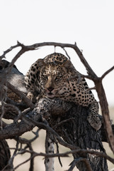 Kalahari Leopard 