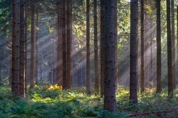 Obraz premium Sun rays in a pine forest in early morning