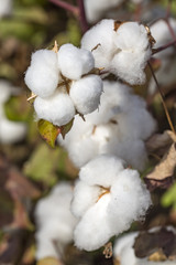 Cotton Field