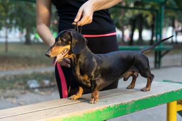 woman gives a command to her dachshund Dog. training of small dogs