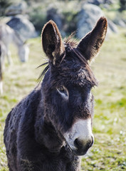 Fototapeta premium Asno