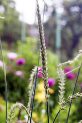 Spikelet of common grass
