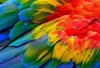 Close up of Scarlet macaw bird's feathers, exotic nature background and texture. - obrazy, fototapety, plakaty