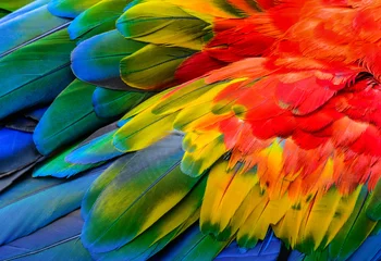 Foto auf Glas Nahaufnahme von Scarlet Ara Vogelfedern, exotischen Natur Hintergrund und Textur. © Narupon