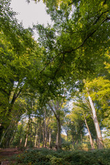 Footpath Between Trees In Woodland