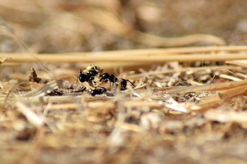 Ants group work