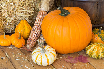 Colorful Autumn Pumpkins, Gourds and Corn