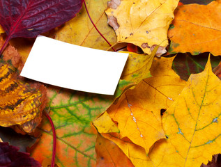 Naklejka na ściany i meble Autumn leafs with empty card
