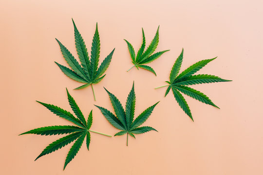 green marijuana leaves on orange background