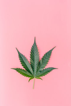 green marijuana leaf on pink background
