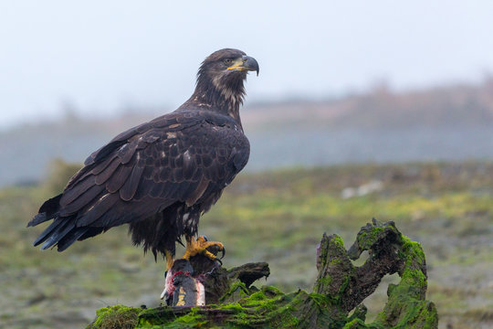 Bald Eagle Baby