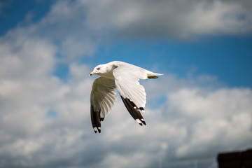 Seagull flying with blue skys and white clouds
