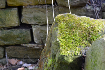Moss Covered Rocks
