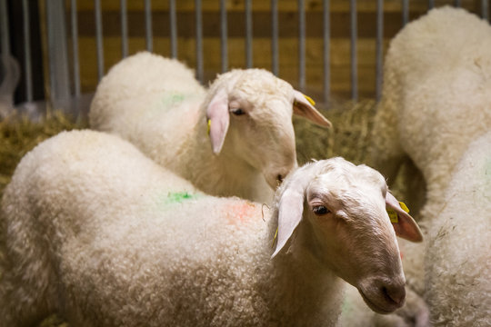 livestock jordan 4 off white