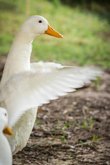 Duck Flapping