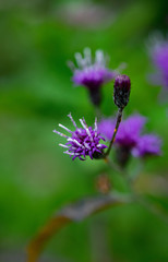 Ironweed