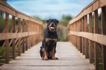 Rottweiler dog sitting on the bridge - obrazy, fototapety, plakaty