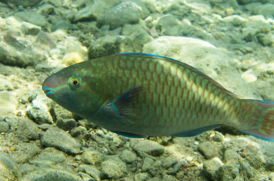 Fish parrot at the rocky bottom. Rainbow parrotfish (Scarus guacamaya)
