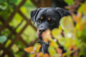 Rottweiler dog 