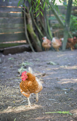 Chicken walking on the farm