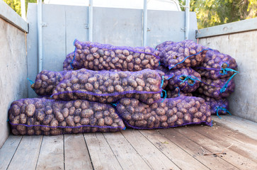 Harvested fresh potatoes on the board of car