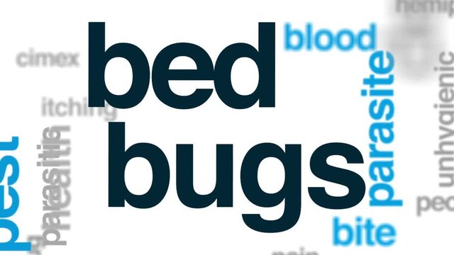 Bed bugs animated word cloud, text design animation.