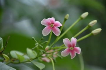 南洋桜