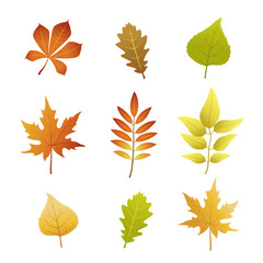 Fototapeta premium 9 images of autumn leaves