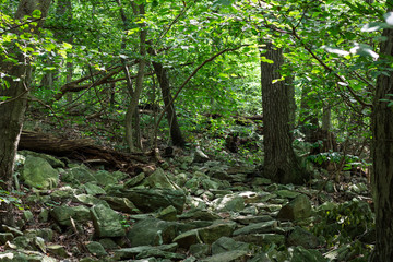 Forest pathway