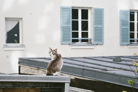 Cat on an old tin roof in Paris