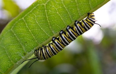 Monarch Caterpillar