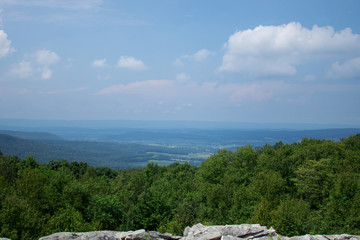 Forest overlook