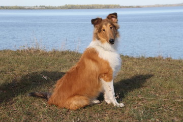 puppy collie on the beach pet friendly